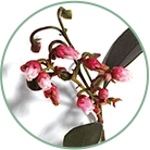 Natural salicylic acid
